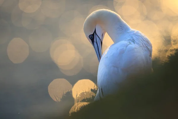 Northern Gannet Morus Bassanus Heligoland Γερμανία — Φωτογραφία Αρχείου