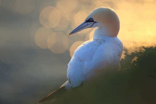 Northern Gannet Morus Bassanus Heligoland Alemanha — Fotografia de Stock