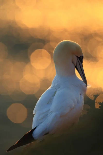 Gannet Del Norte Morus Bassanus Helgoland Alemania — Foto de Stock