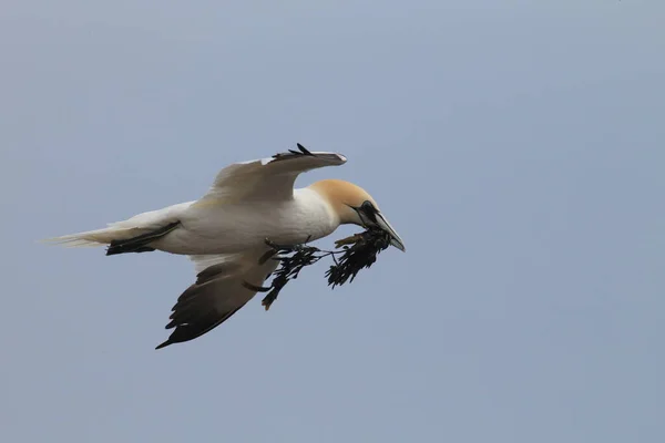 Gannet Del Norte Morus Bassanus Helgoland Alemania —  Fotos de Stock