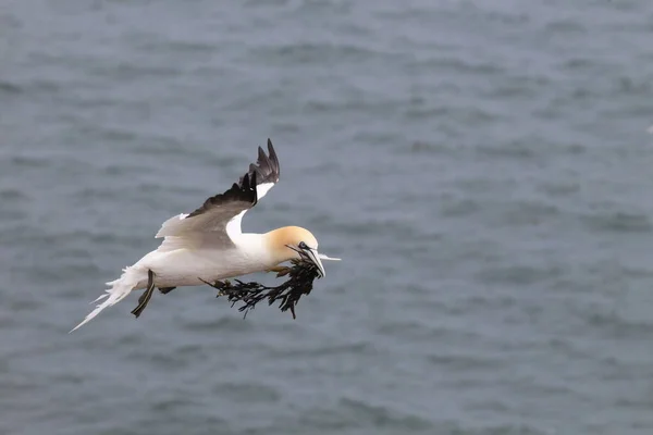 Gannet Del Norte Morus Bassanus Helgoland Alemania — Foto de Stock