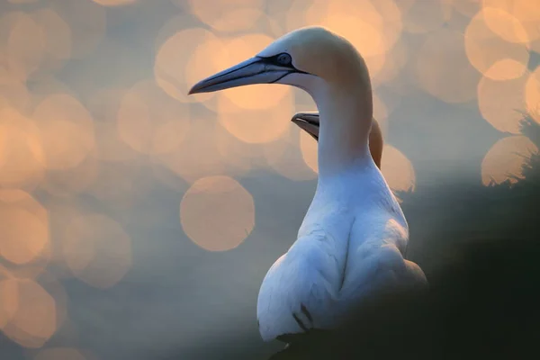 Northern Gannet Morus Bassanus Heligoland Alemanha — Fotografia de Stock