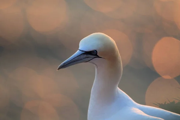 Północny Gannet Morus Bassanus Helgoland Niemcy — Zdjęcie stockowe