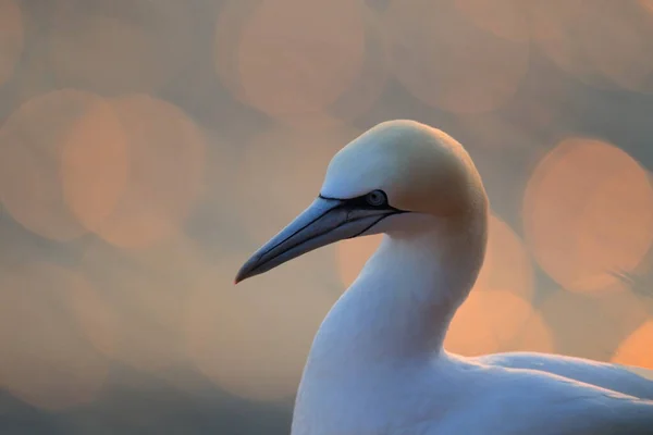 Basstölpel Morus Bassanus Helgoland Deutschland — Stockfoto