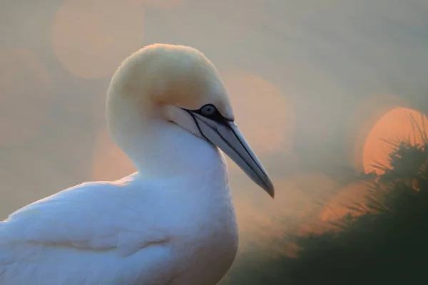 Northern Gannet Morus Bassanus Heligoland Alemanha — Fotografia de Stock