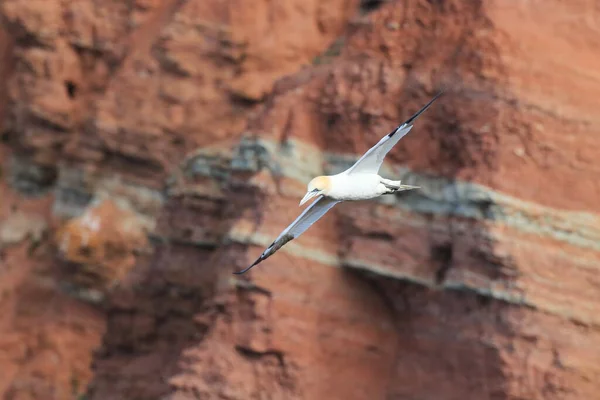 Northern Gannet Morus Bassanus Heligoland Alemanha — Fotografia de Stock