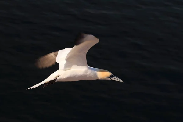 Severní Gannet Morus Bassanus Helgoland Německo — Stock fotografie