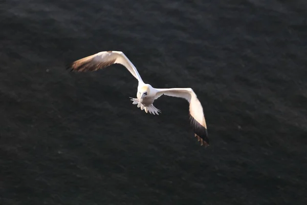 Kuzey Gannet Morus Bassanus Heligoland Almanya — Stok fotoğraf