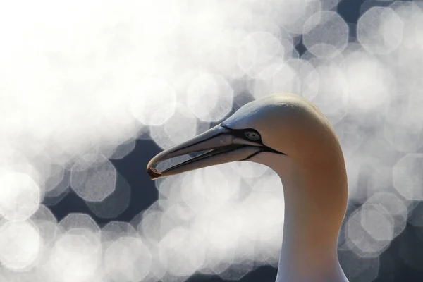 Northern Gannet Morus Bassanus Heligoland Germany — Stock Photo, Image