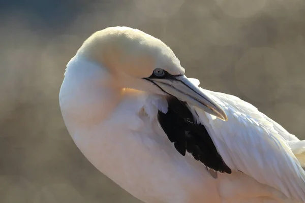 北Gannet Morus Bassanus Heligoland德国 — 图库照片