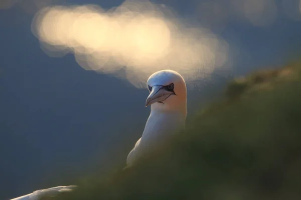 Północny Gannet Morus Bassanus Helgoland Niemcy — Zdjęcie stockowe