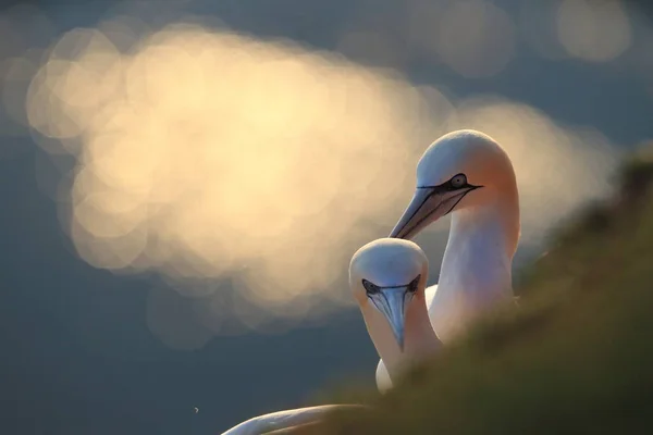 Northern Gannet Morus Bassanus Heligoland Germany — Stock Photo, Image