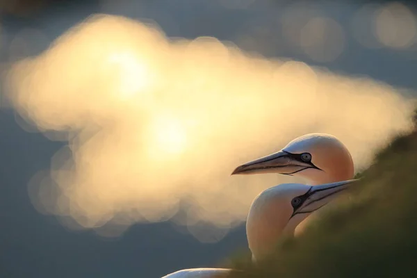 Severní Gannet Morus Bassanus Helgoland Německo — Stock fotografie