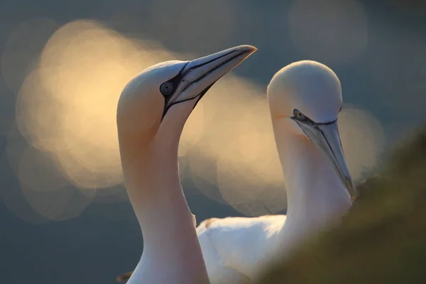 Basstölpel Morus Bassanus Helgoland Deutschland — Stockfoto