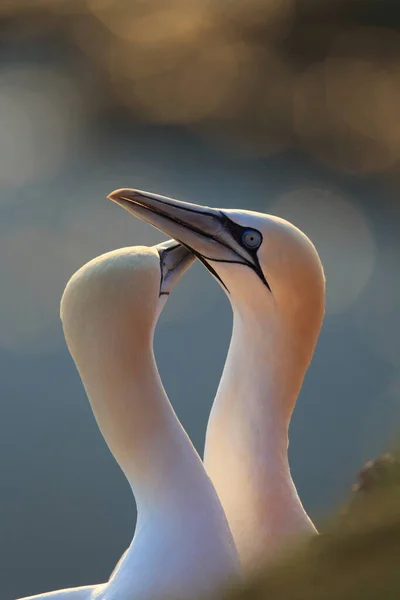 Basstölpel Morus Bassanus Helgoland Deutschland — Stockfoto