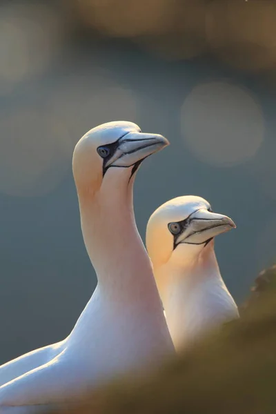 Basstölpel Morus Bassanus Helgoland Deutschland — Stockfoto