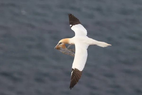 Basstölpel Morus Bassanus Helgoland Deutschland — Stockfoto