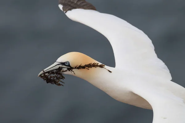 Basstölpel Morus Bassanus Helgoland Deutschland — Stockfoto