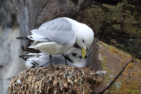 Fekete Lábú Kittiwake Rissa Tridactyla Felnőtt Etetés Egy Fióka Fészekben — Stock Fotó