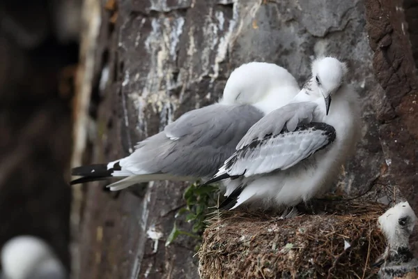 Fekete Lábú Kittiwake Rissa Tridactyla Felnőtt Etetés Egy Fióka Fészekben — Stock Fotó