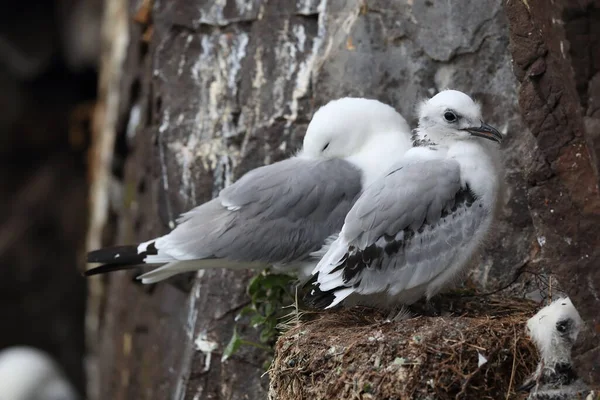 Schwarzbeinmöwe Rissa Tridactyla Erwachsene Füttern Ein Küken Nest Island Polarregionen — Stockfoto