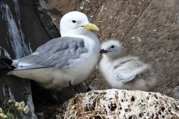 Fekete Lábú Kittiwake Rissa Tridactyla Felnőtt Etetés Egy Fióka Fészekben — Stock Fotó