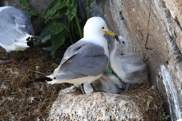 Fekete Lábú Kittiwake Rissa Tridactyla Felnőtt Etetés Egy Fióka Fészekben — Stock Fotó