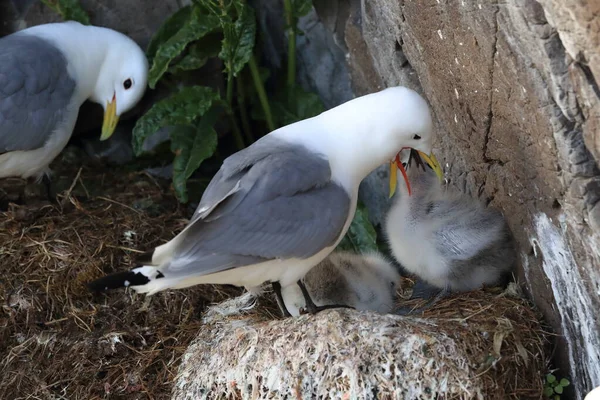 Fekete Lábú Kittiwake Rissa Tridactyla Felnőtt Etetés Egy Fióka Fészekben — Stock Fotó