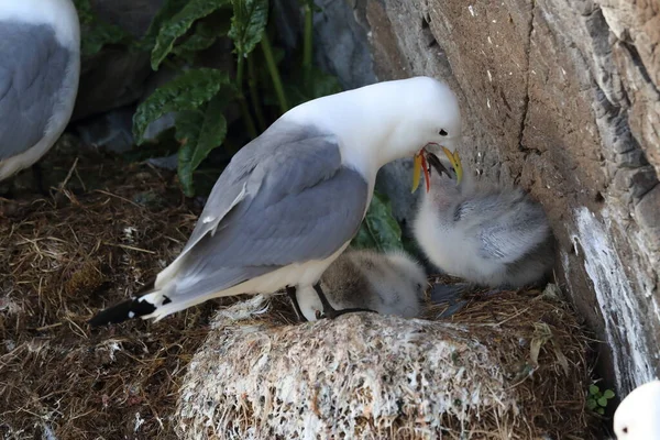 Fekete Lábú Kittiwake Rissa Tridactyla Felnőtt Etetés Egy Fióka Fészekben — Stock Fotó