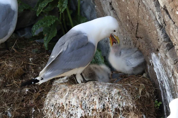 Fekete Lábú Kittiwake Rissa Tridactyla Felnőtt Etetés Egy Fióka Fészekben — Stock Fotó