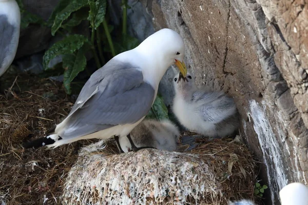 Fekete Lábú Kittiwake Rissa Tridactyla Felnőtt Etetés Egy Fióka Fészekben — Stock Fotó