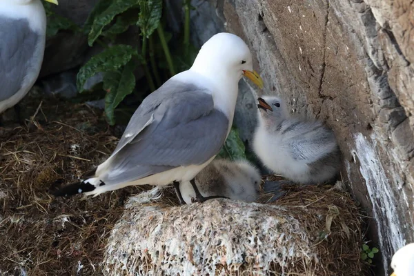 Fekete Lábú Kittiwake Rissa Tridactyla Felnőtt Etetés Egy Fióka Fészekben — Stock Fotó