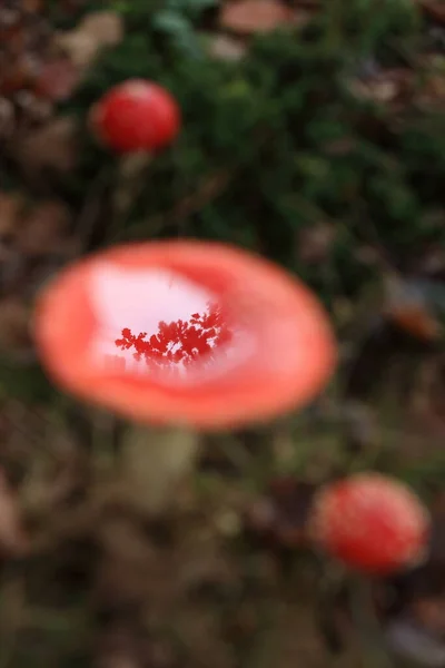 Amanita Muscaria Δηλητηριώδες Μανιτάρι — Φωτογραφία Αρχείου