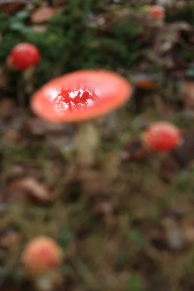 Amanita Muscaria Zehirli Mantar — Stok fotoğraf