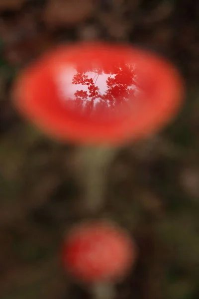 마니타 카리아 독버섯 — 스톡 사진