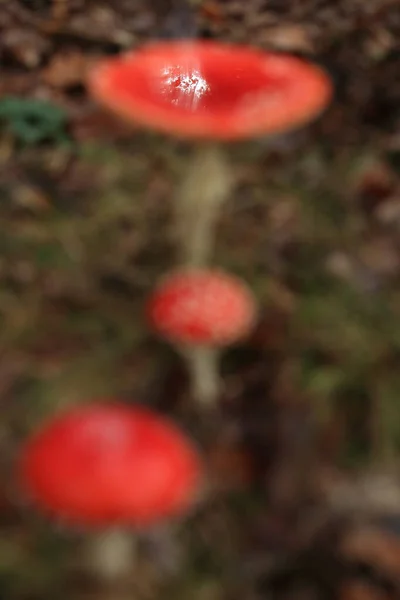 Amanita Muscaria Δηλητηριώδες Μανιτάρι — Φωτογραφία Αρχείου