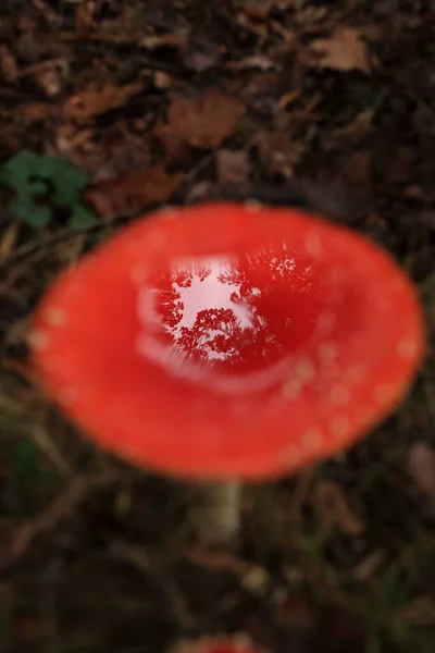 Amanita Muscaria Δηλητηριώδες Μανιτάρι — Φωτογραφία Αρχείου