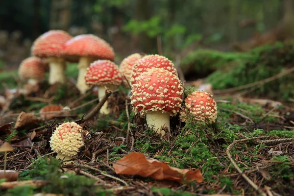 Gufo Pigmeo Eurasiatico Giura Svevo Alpi Sveva Nell Habitat Naturale — Foto Stock