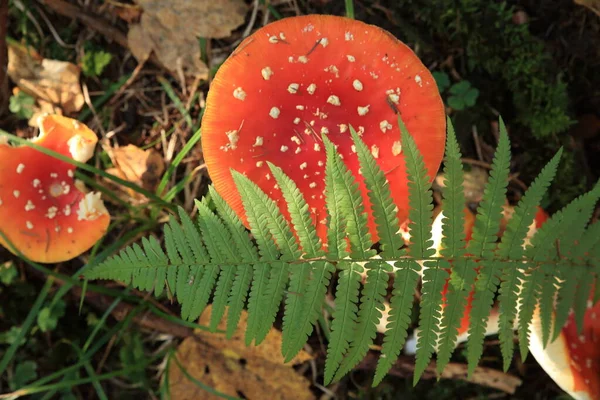 Eurasiatisk Pygméuggla Schwabiska Jura Schwabiska Alperna Den Naturliga Livsmiljön Tyskland — Stockfoto