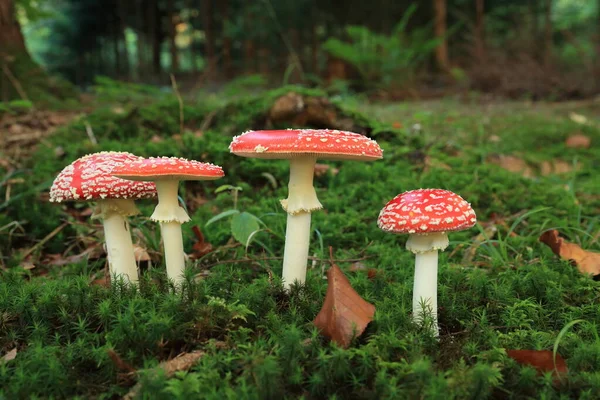 Avrasya Pigmesi Baykuş Swabian Jura Swabian Alpleri Doğal Habitat Almanya — Stok fotoğraf