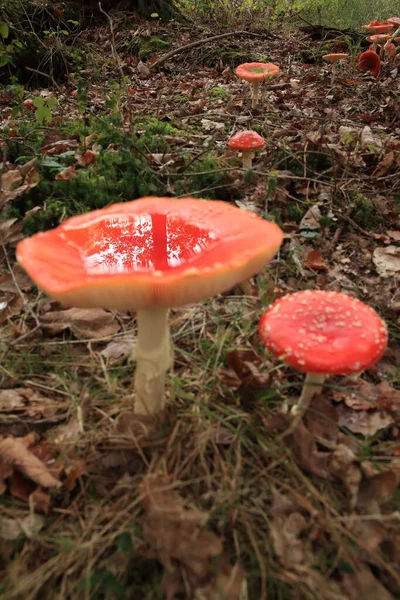 Amanita Muscaria Poisonous Mushroom — Stock Photo, Image