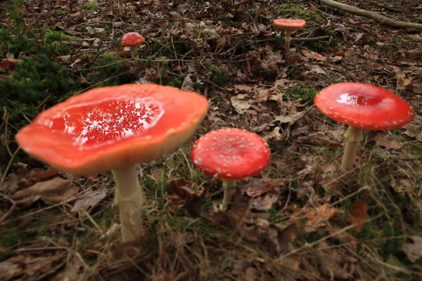 Amanita Muscaria Poisonous Mushroom — Stock Photo, Image