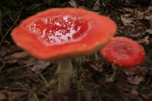 Amanita Muscaria Poisonous Mushroom — Stock Photo, Image