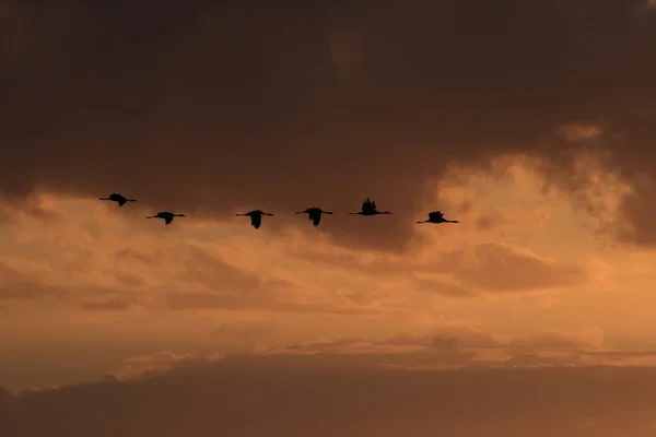 Silhouettes Cranes Grus Grus Sunset Germany Baltic Sea — Stock Photo, Image