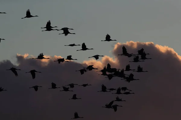 Silhouetten Von Kranichen Grus Grus Bei Sonnenuntergang Ostsee Deutschland — Stockfoto