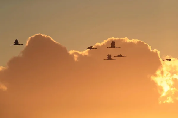 Silhouetten Von Kranichen Grus Grus Bei Sonnenuntergang Ostsee Deutschland — Stockfoto