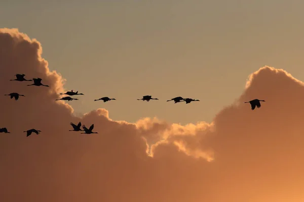 Silhouetten Von Kranichen Grus Grus Bei Sonnenuntergang Ostsee Deutschland — Stockfoto