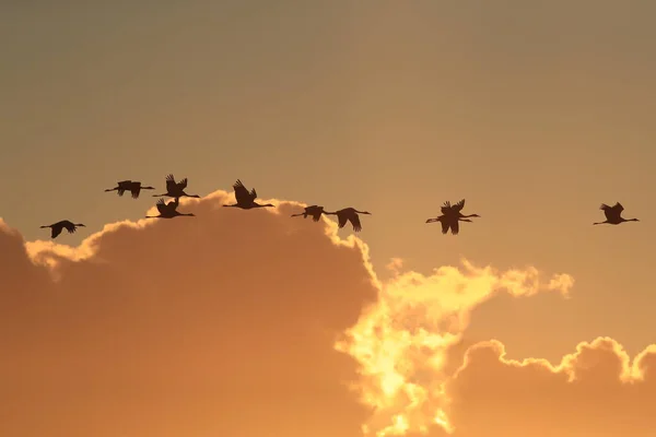 Silhouettes Cranes Grus Grus Sunset Germany Balti Tengeren — Stock Fotó