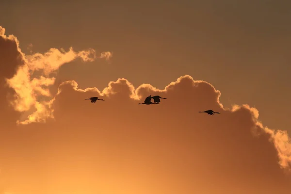 Σιλουέτες Γερανών Grus Grus Στο Sunset Germany Baltic Sea — Φωτογραφία Αρχείου