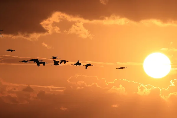 Σιλουέτες Γερανών Grus Grus Στο Sunset Germany Baltic Sea — Φωτογραφία Αρχείου